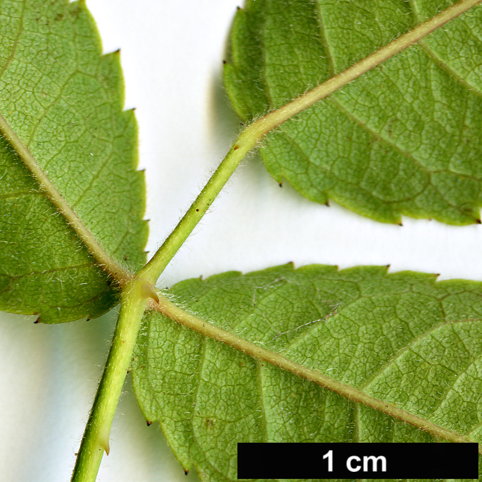 High resolution image: Family: Rosaceae - Genus: Rosa - Taxon: phoenicia High resolution image: Family: Rosaceae - Genus: Rosa - Taxon: phoenicia